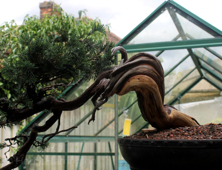 juniper bonsai deadwood